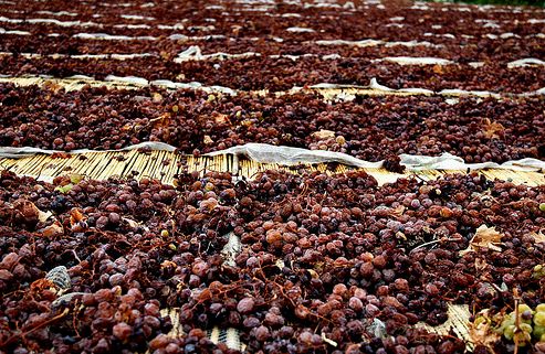 Krizantém: ha ezekre figyelsz, tele lesz virággal