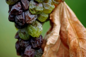 Együnk mazsolát cukor helyett!