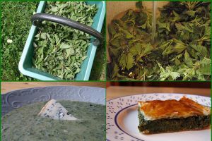 Főzzünk csalánból főzeléket!