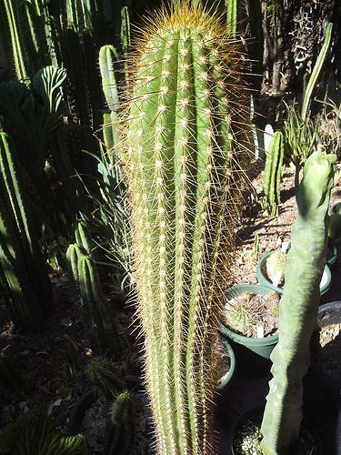 Krizantém: ha ezekre figyelsz, tele lesz virággal