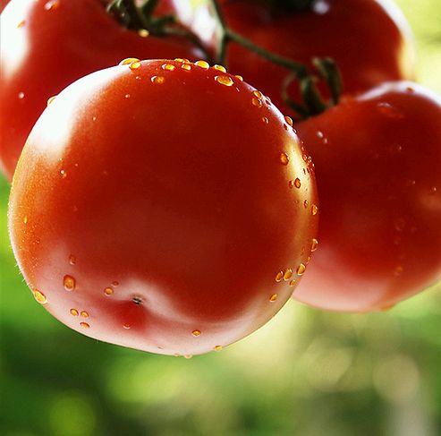 A zöldség és gyümölcstermelők helyzete a 2009-es évben