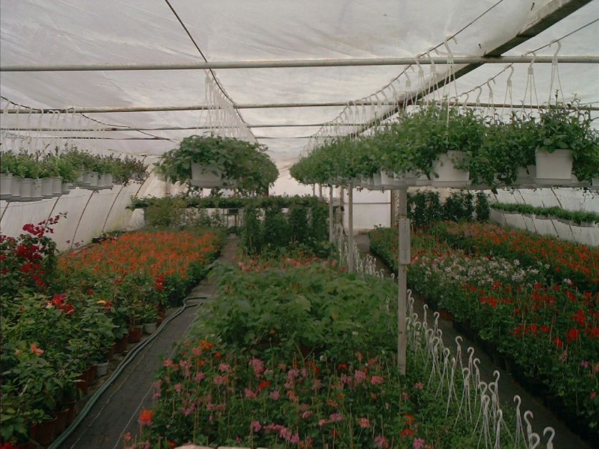 Támogatás a kertészetek korszerűsítésére