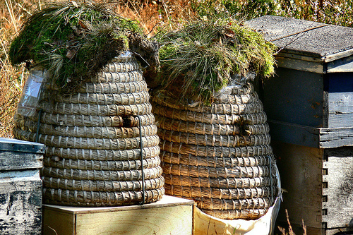 Mit nevezzünk méznek?- új rendelet született