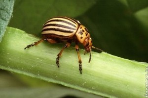 Hogyan védekezzünk a burgonyabogár ellen?