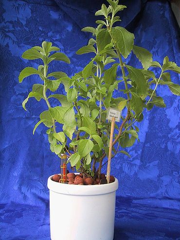 Krizantém: ha ezekre figyelsz, tele lesz virággal