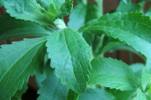 A stevia (sztívia)