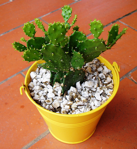 Krizantém: ha ezekre figyelsz, tele lesz virággal