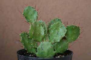 Neveljünk brazil medvetalpkaktuszt!