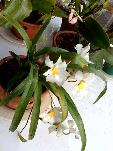 Orchidea fajták: árvácskaorchidea