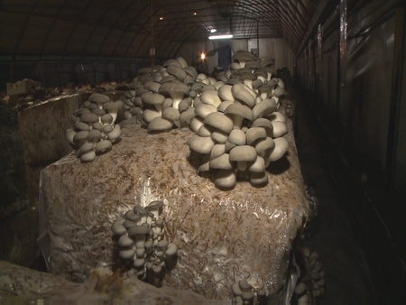 Sikeres magyar gombafajta