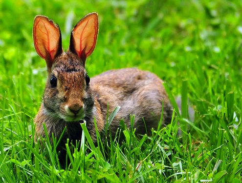 Krizantém: ha ezekre figyelsz, tele lesz virággal