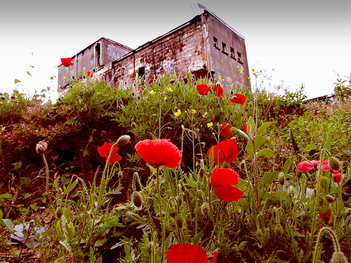 Krizantém: ha ezekre figyelsz, tele lesz virággal