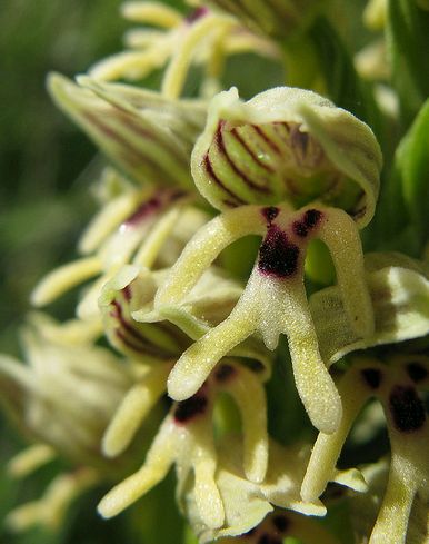 Krizantém: ha ezekre figyelsz, tele lesz virággal