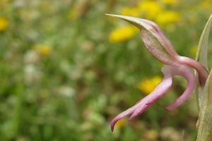 Izraeli vad orchidea, a csábítás nagymestere