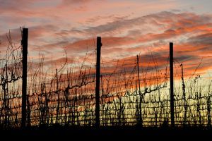 Hogyan védjük a fáinkat és a szőlőnket a fagyoktól?