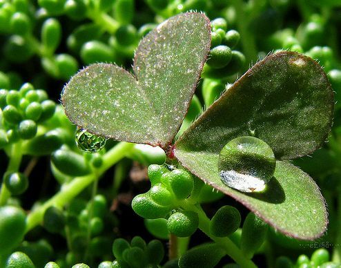 Jó hír a szívbetegeknek!