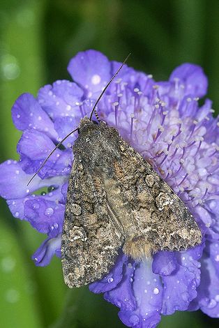 Krizantém: ha ezekre figyelsz, tele lesz virággal