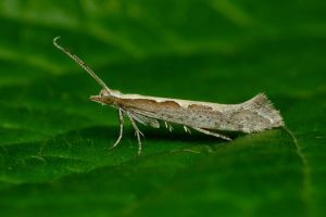 Kártevők a kertünkben: ormányos, levéltetű, moly