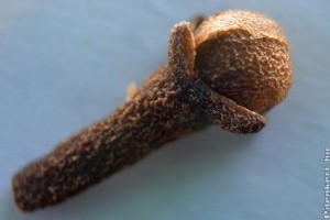 Potencianövelés házilag: szegfűszegfa a férfiasságért