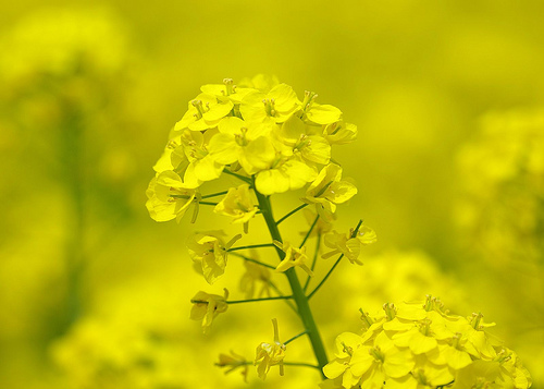 Krizantém: ha ezekre figyelsz, tele lesz virággal