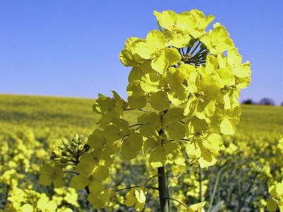 Krizantém: ha ezekre figyelsz, tele lesz virággal