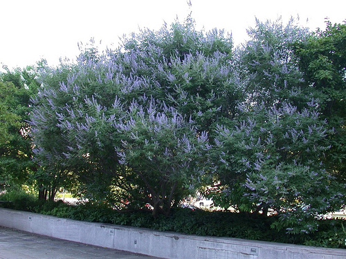 Krizantém: ha ezekre figyelsz, tele lesz virággal