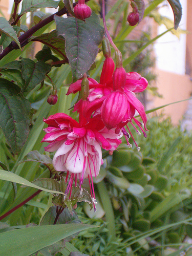 Krizantém: ha ezekre figyelsz, tele lesz virággal