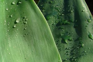 Hogyan állapítsuk meg a növény szárából, hogy mennyi vizet kíván?