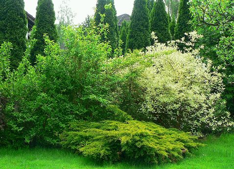 Krizantém: ha ezekre figyelsz, tele lesz virággal