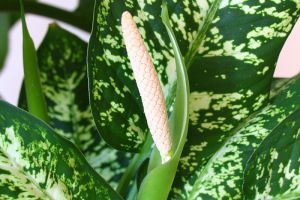 Melyik szobanövényünk mérgező? 1. rész