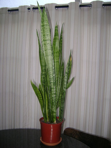 Krizantém: ha ezekre figyelsz, tele lesz virággal