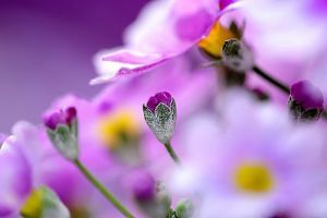 Melyik szobanövényünk mérgező? 2. rész