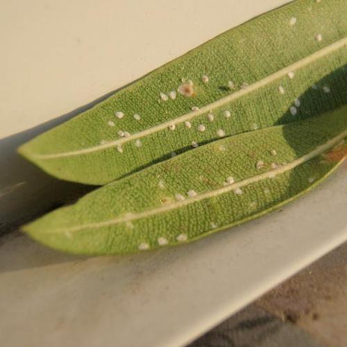 Krizantém: ha ezekre figyelsz, tele lesz virággal