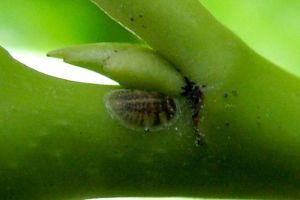 Hogyan védekezzünk a pajzstetvek ellen?