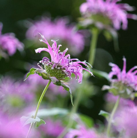 Krizantém: ha ezekre figyelsz, tele lesz virággal