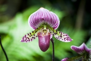 Tudsz választani a legszebb orchideák közül?