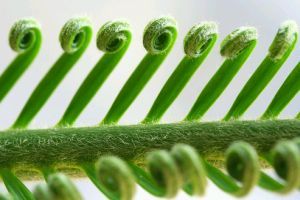 Hogyan ültessünk cikászt magról?