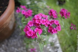 A kerti verbéna (Verbena hybrida)