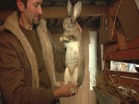 Bajban a magyar óriásnyúl