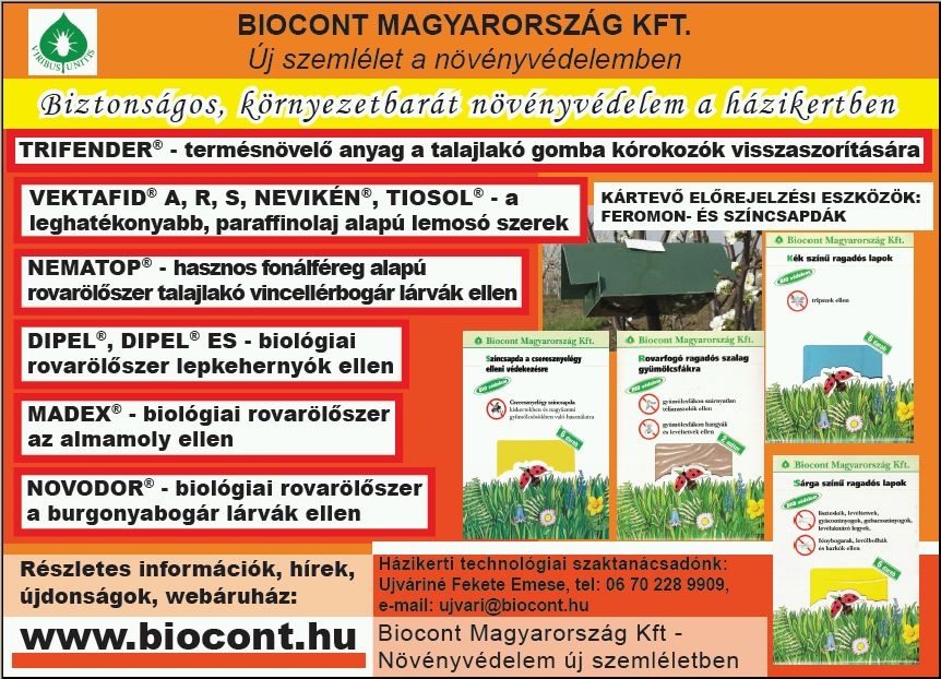 Krizantém: ha ezekre figyelsz, tele lesz virággal