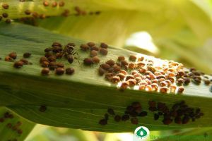 Házikertek növényvédelme veszélyes növényvédőszerek nélkül