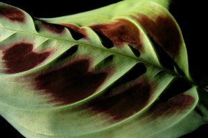 Nyílgyökér - az imádkozó növény