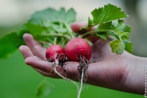 Hónapos retek: a tavasz első zöldsége