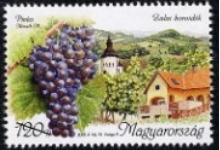 Ismeri a pintes szőlőfajtát?