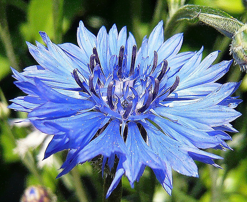 Krizantém: ha ezekre figyelsz, tele lesz virággal