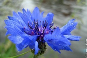 Hogyan termesszünk búzavirágot?