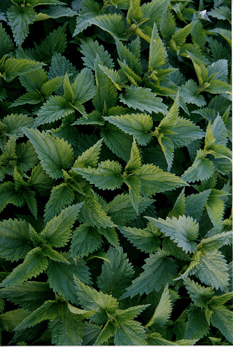 Hogyan gyógyít a csalán?