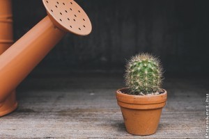 Milyen sűrűn kell öntözni a virágokat, szobanövényeket?