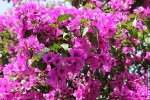 Hogyan gondozzuk a murvafürtöt, bugit? (Bougainvillea)