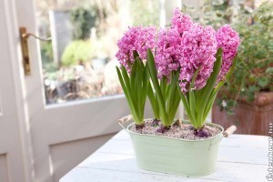 Nőnapra: ötletek jácintból